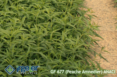 GF 677 (Peache Amnedier) ROOTSTOCK