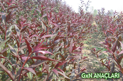 GxN ROOTSTOCKS
