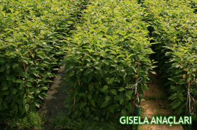 GISEL A ROOTSTOCKS