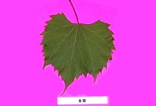 Grape Rootstocks