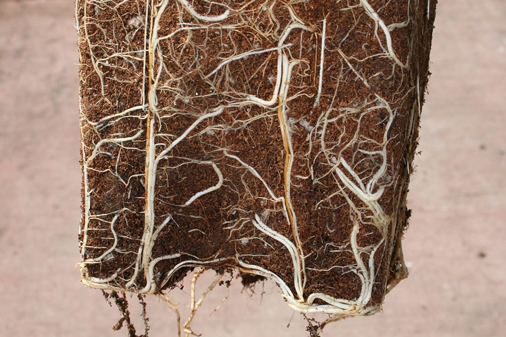 Tubed Stock Root System