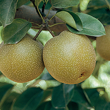 Nashi (Asian Pear)