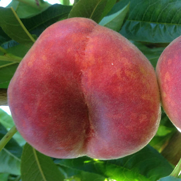 Flat Peach
