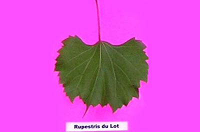 Rupestris Du Lot (vitis rupestris)